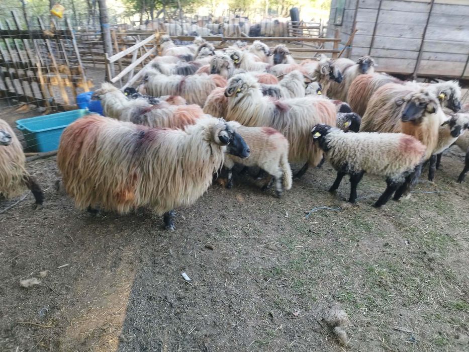 Vând oii și miei. Detali la nr. de tel