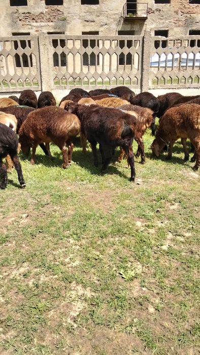 Продам декабрьский токты кошкар