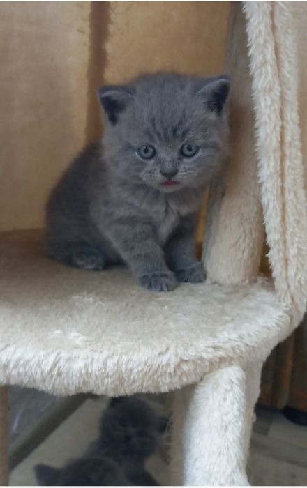 Британска късокосместа 550лв