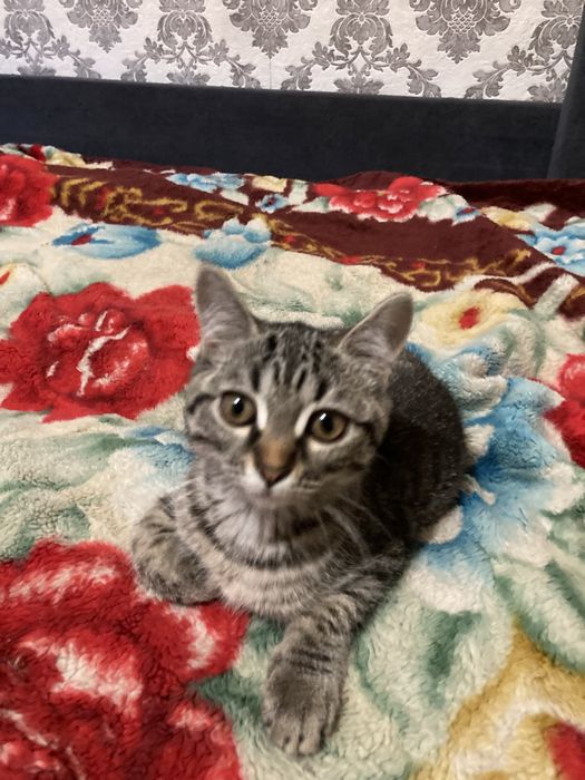 Котята по 2 месяца