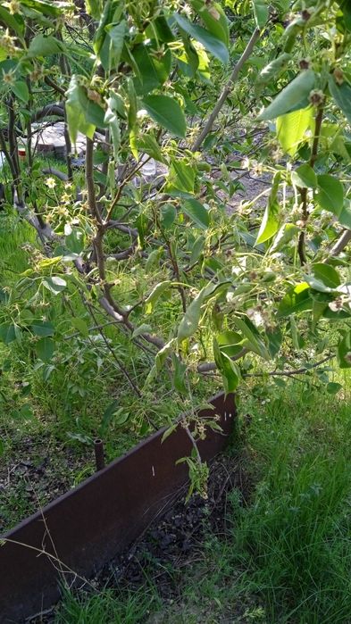 Продам дачный участок