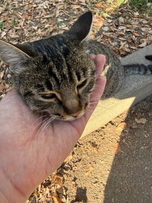 Отдам кошку в добрые руки