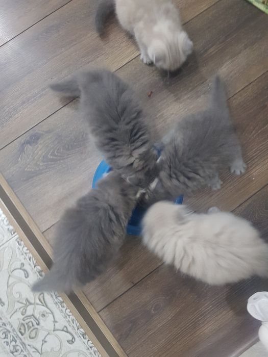 котята хайленд фолд