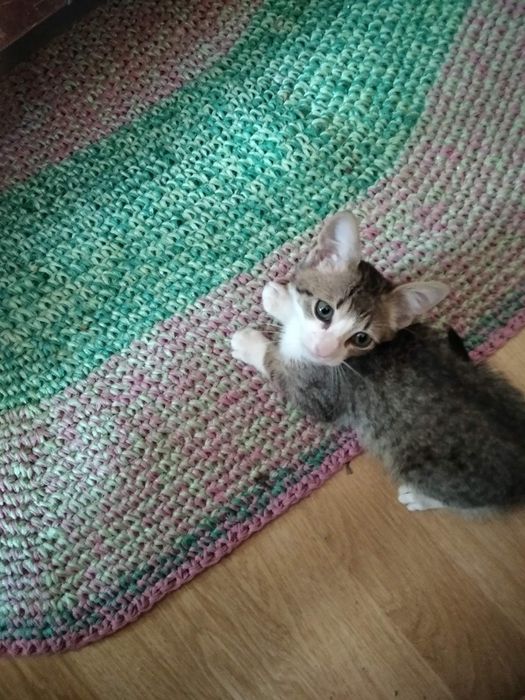 Подарявам мъжки котета