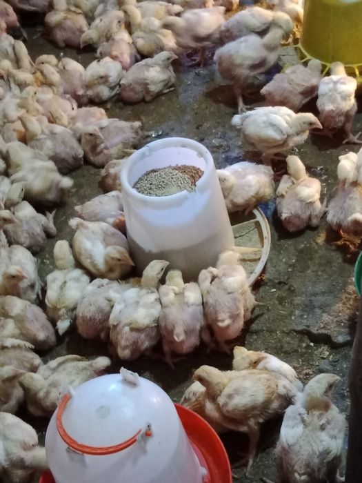 Продажа бройлеры