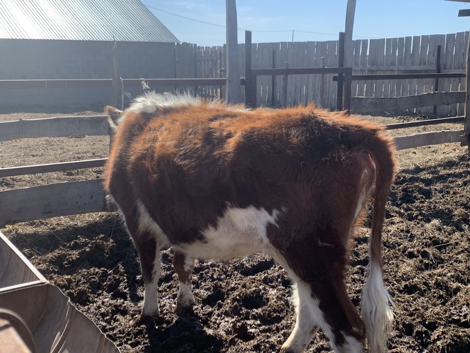 Кашар сатам 2,5 жаста қысыр