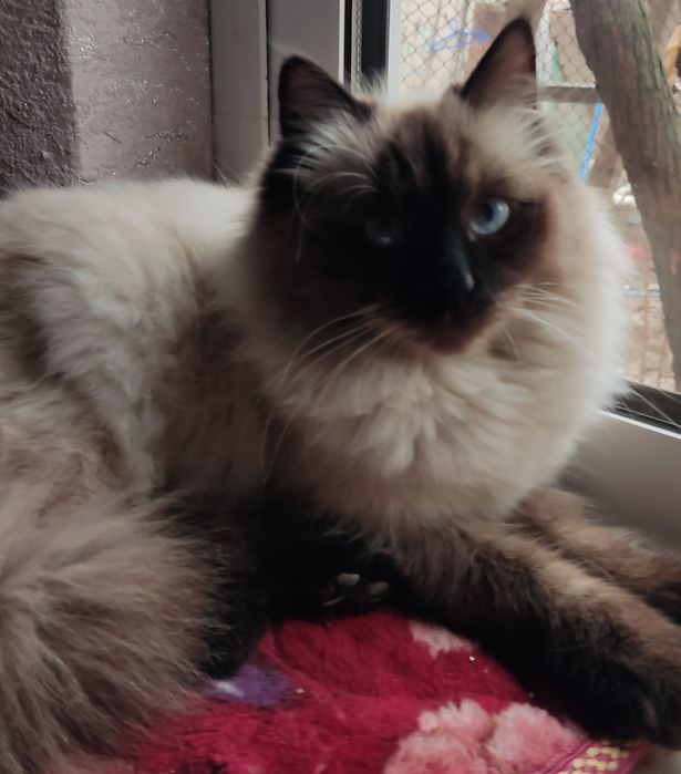 Продаются котята  Балинезийской кошки