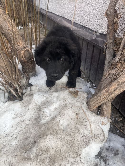 Овчарка немецкая