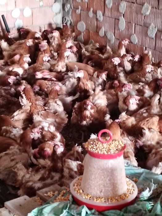 Gaini Outoare 90% procentaji