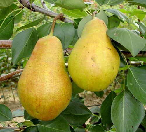 Pomi Fructiferi Columnari (Par )