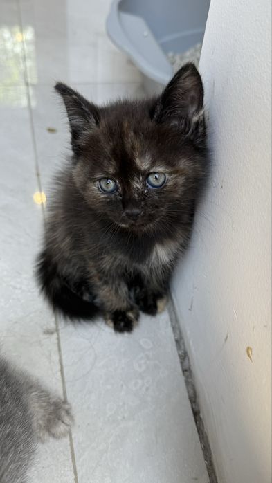 Котенок в добрые руки