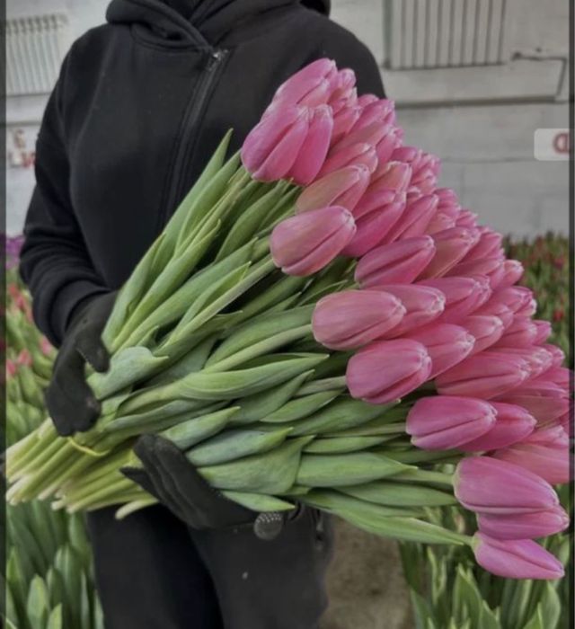 Тюльпаны от ип корпаративные