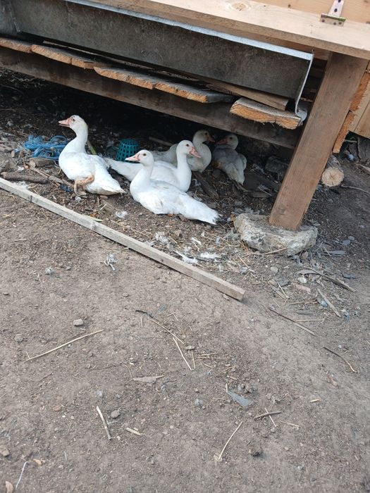 Vând rațe mute mari si mici