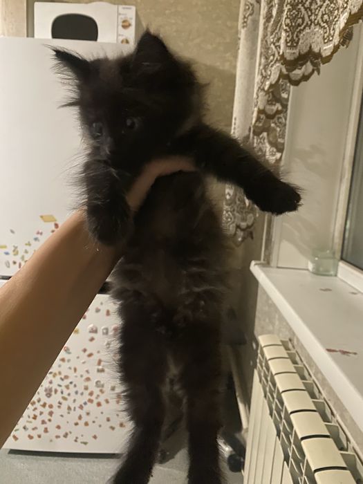 Ищет дом котенок