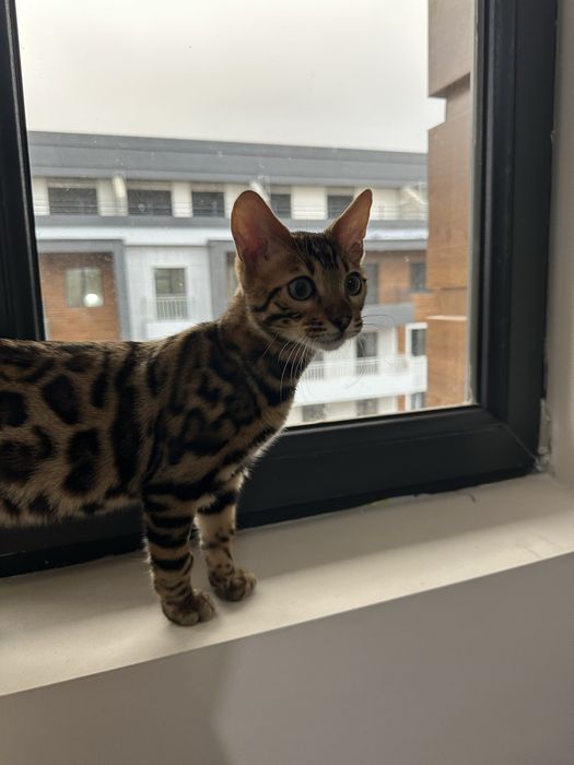 Бенгальская кошка продается