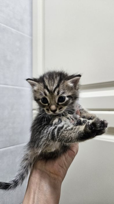 Милые котята, месяц