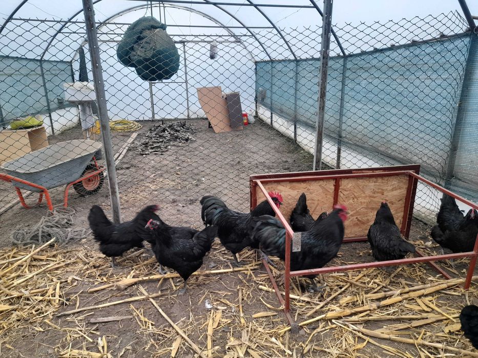 Pui leghorn si australorp, oua de incubat