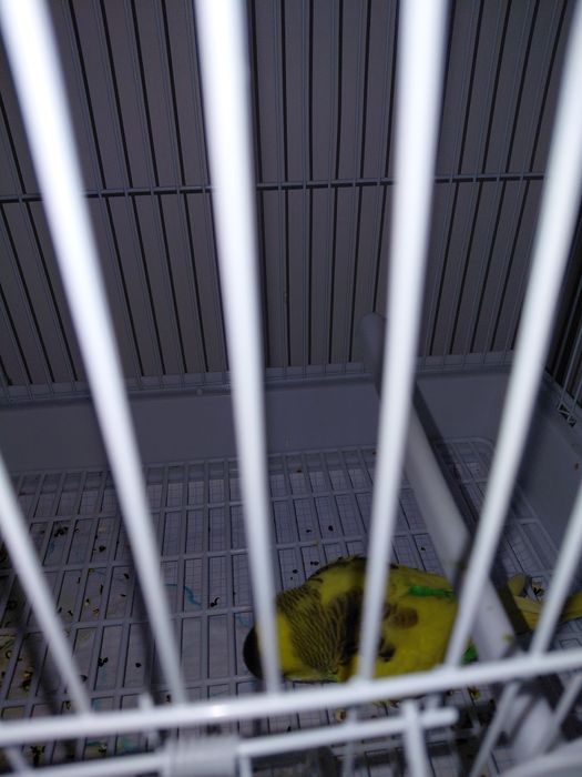 Попугай волнистые