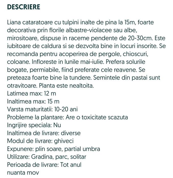 Glicină mov (salcâm) și SALCÂM DE MĂTASE
