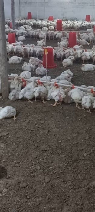 9 сотих ли участка сотилади