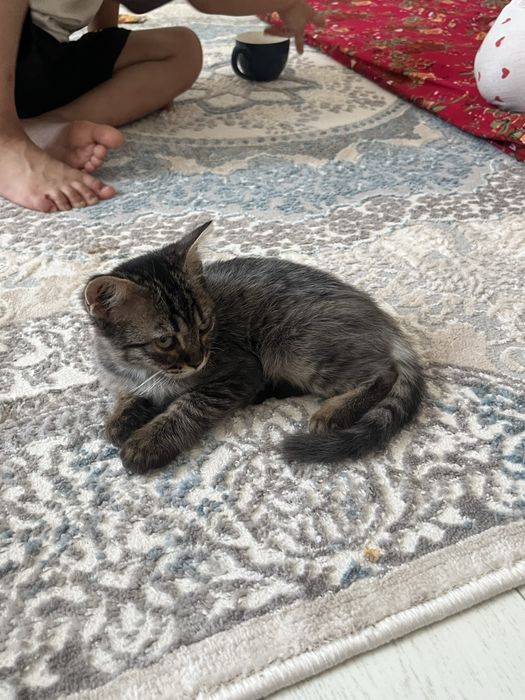 котёнок, 2,5месяца. Мальчик