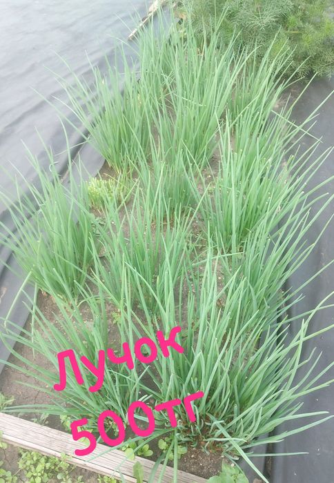 Продам домашнюю зелень