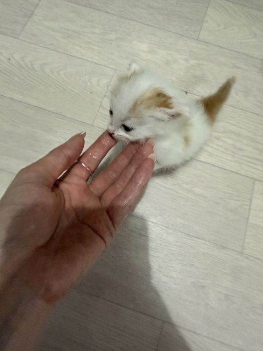 Домашние   котята