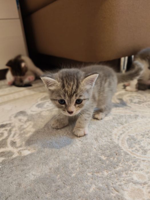 КОТЯТА 1 месяц беспплатно