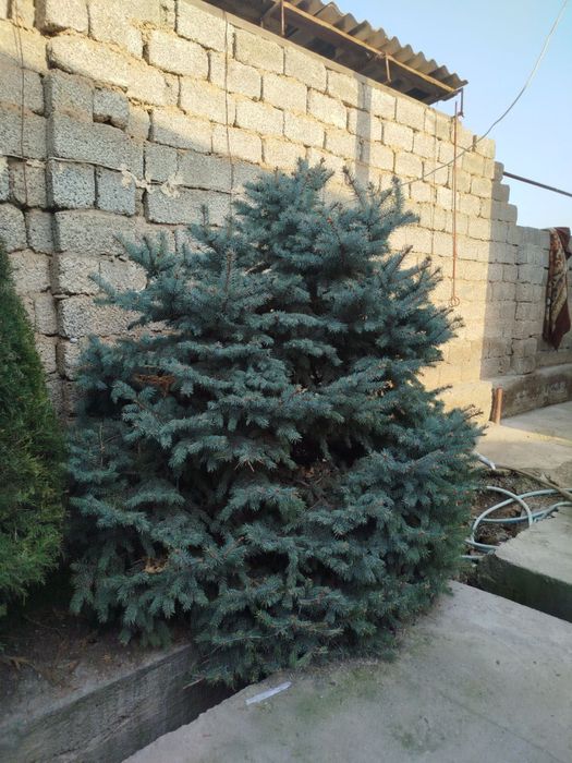 Голубая ель сотилади