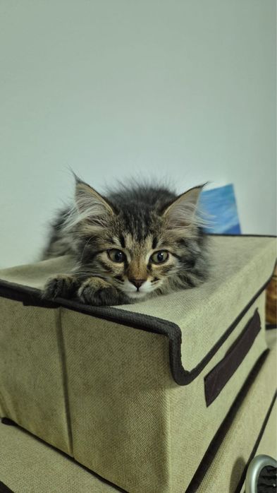 Кошкчка в добрые руки