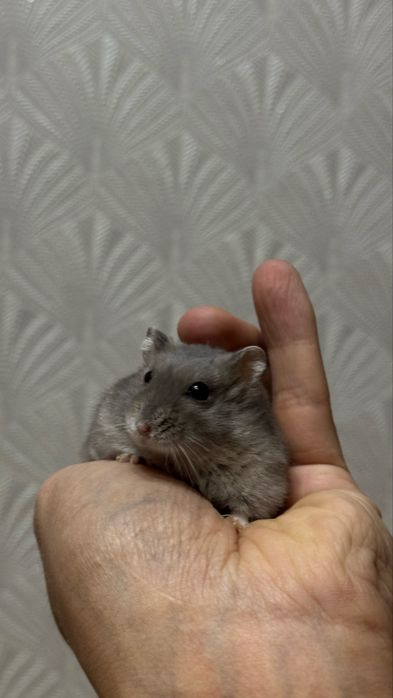 ПРОДАМ хомяк с клеткой