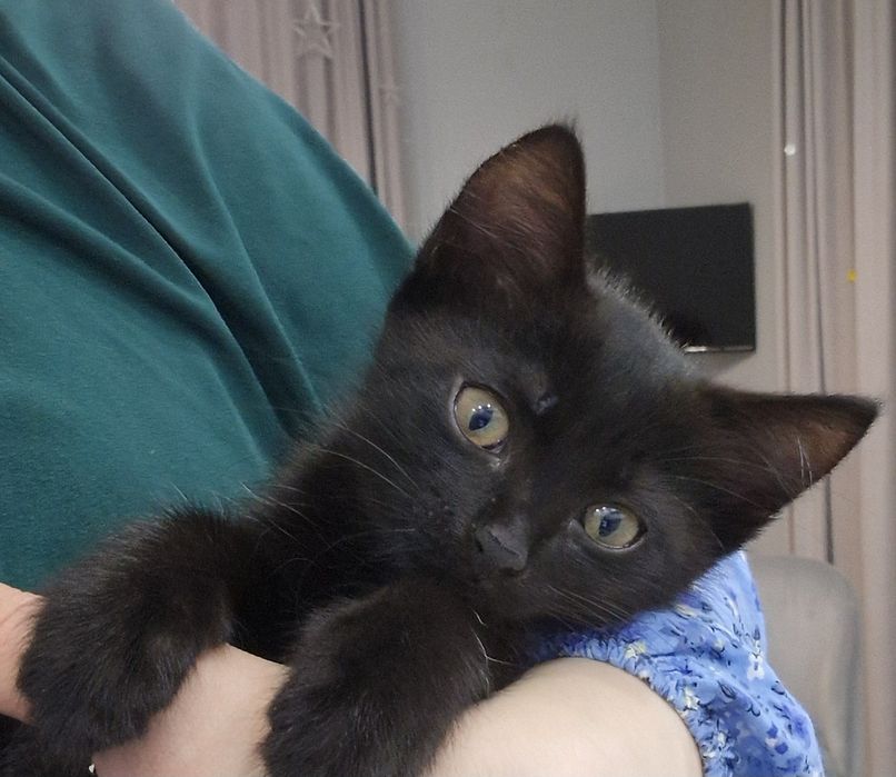 Отдам в добрые руки котят