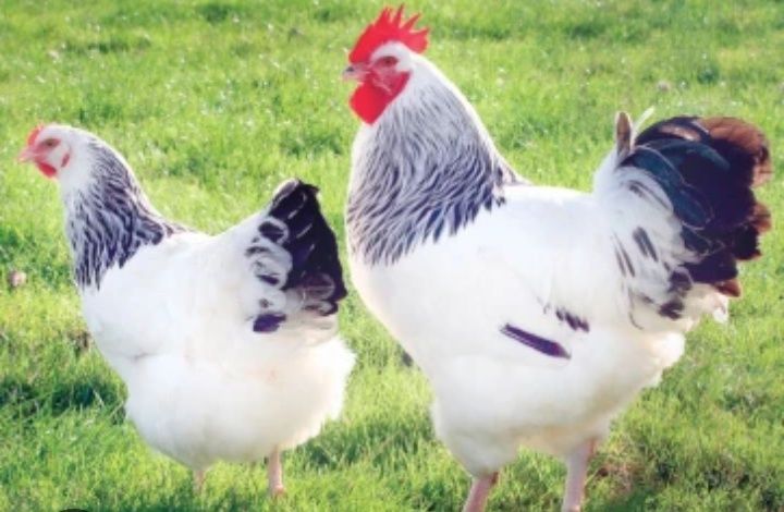 Продам инкубационные яйца