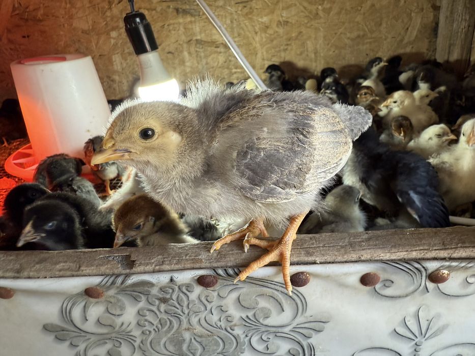 Үй тауықтарының балапандары.