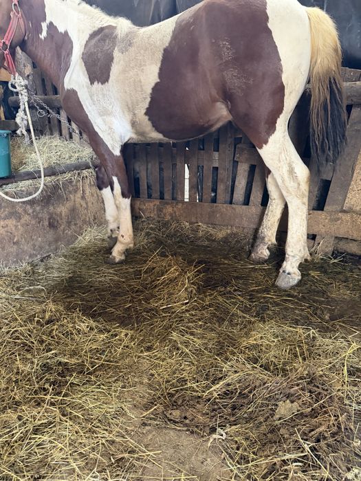 Manz baltat de 11 luni