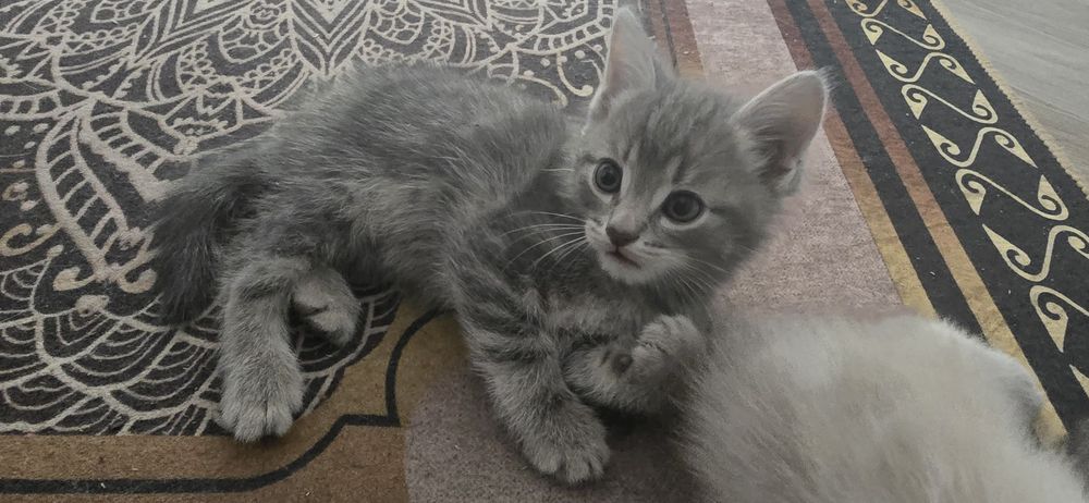 Продам красивых котят!