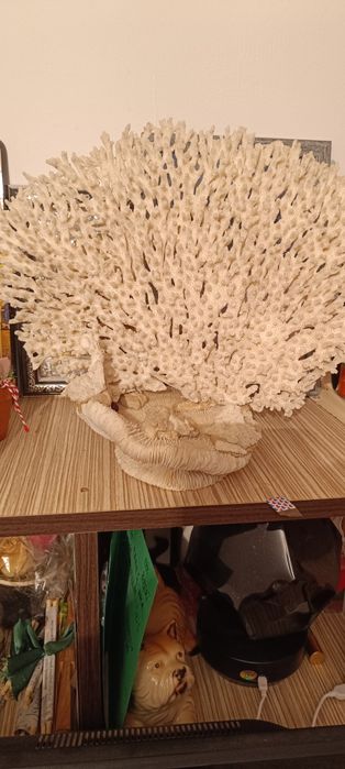 Coral alb superb vechi
