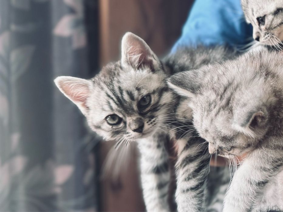 котята шотландской породы