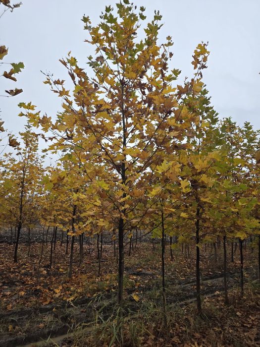 Platan acerifolia toate dimensiunile (marimile)