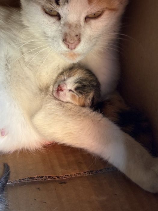 Pisicuti spre adoptie