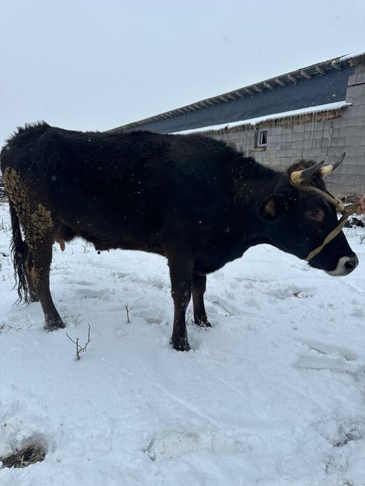Алатау сиыр дөнежін
