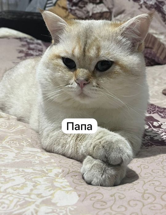 Продается котята