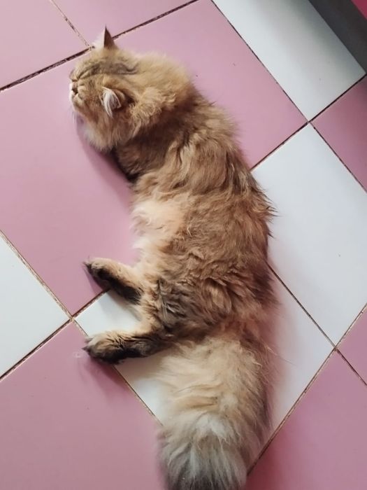 Персидские котята разные
