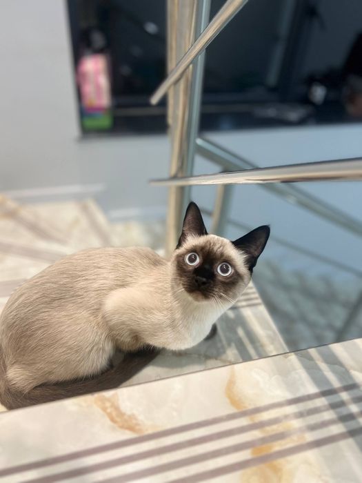 Продаётся Сиамский кот 8 месяцев