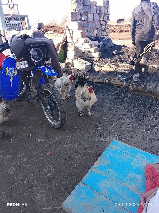 Петухи брама продам