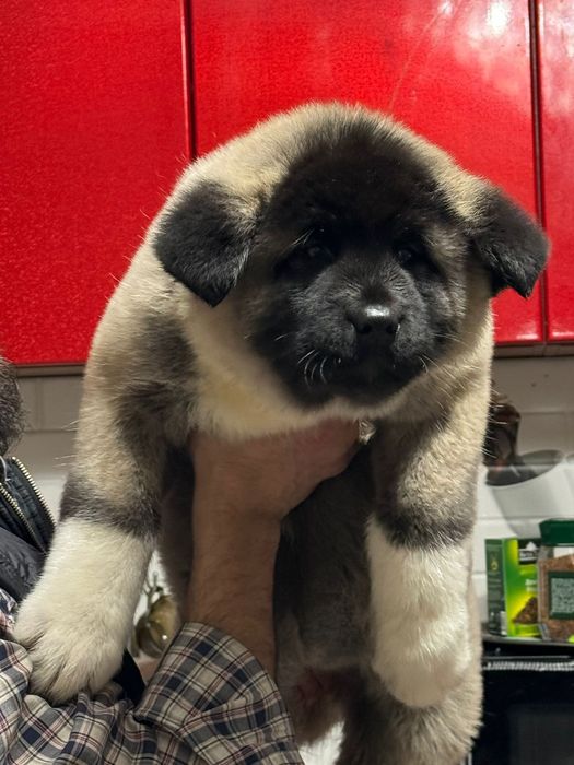 Щенки красивые с документами