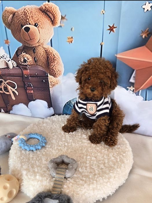 Пудел той/ пудел тийкъп с розословие