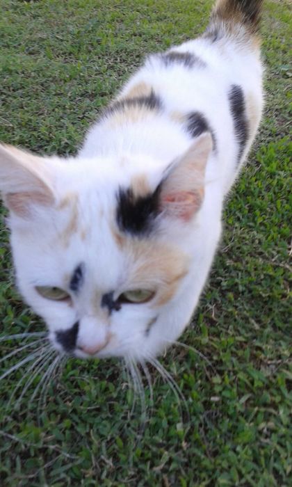 Отдам котёнка в добрые руки