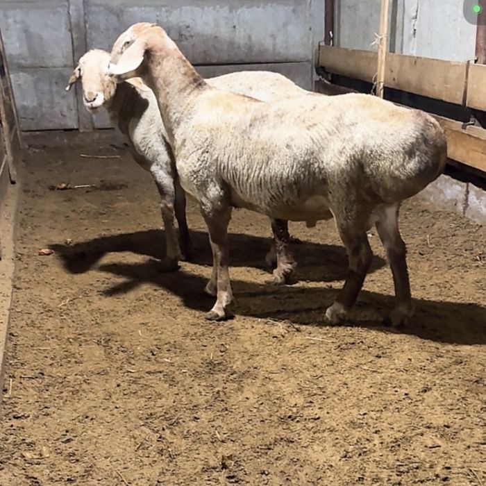 Арашан кошкар сатылады