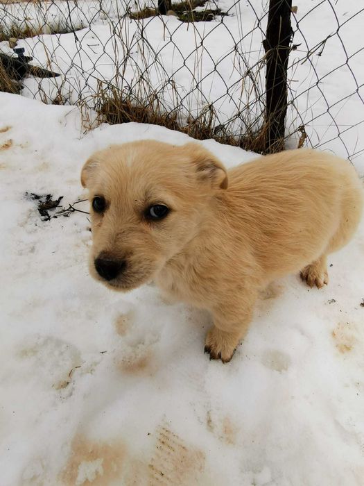 Donez cățeluși pentru vremuri bolojenești - model austeritate 2026